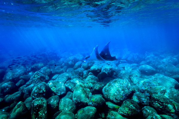 manta ray andman islands