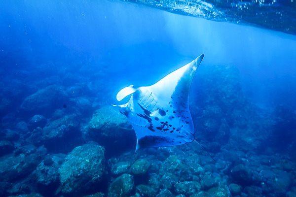 manta ray andman islands