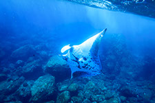 manta ray andman islands