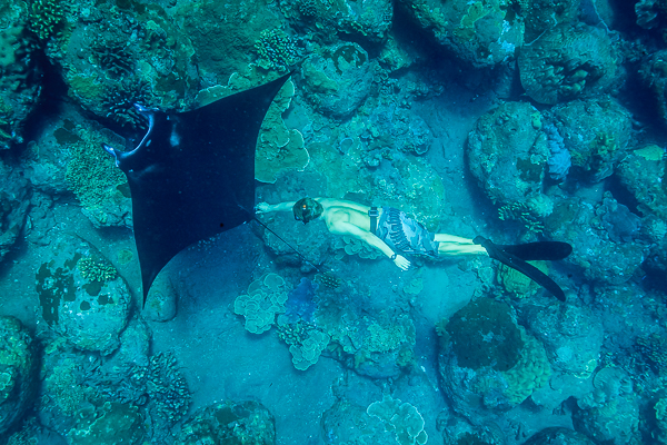 manta ray andman islands