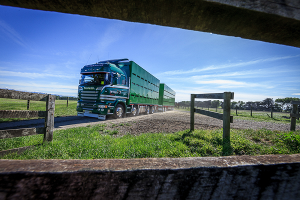 martinborough transports new scania R620 livestock truck, http://www.cableprice.co.nz/